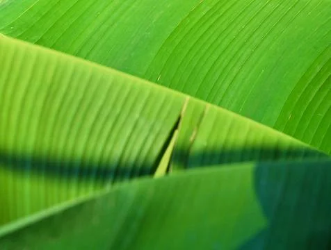 Green leaf texture macro abstract close up Stock Photos