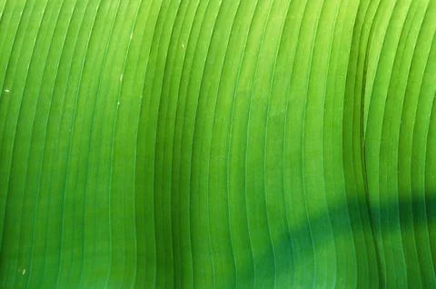 Green leaf texture macro abstract close up Stock Photos