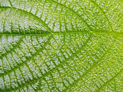 Green Leaf Texture Macro Background with Detailed Veins Stock Photos