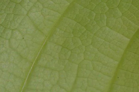 Green leaf texture macro background 库存照片