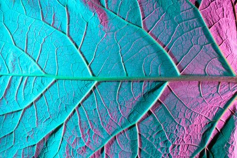 Green leaf texture. Macro photo, use as background or texture Stock Photos