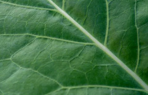 Green leaf texture macro shot Stock Photos