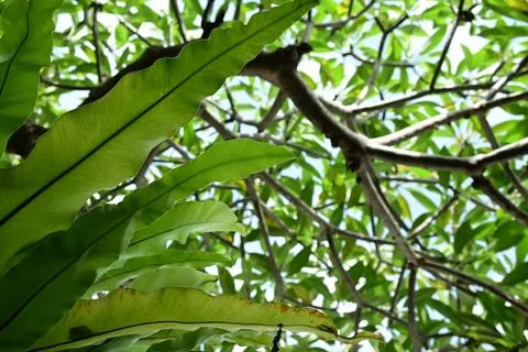 Green leaf texture, natural background photography 스톡 사진