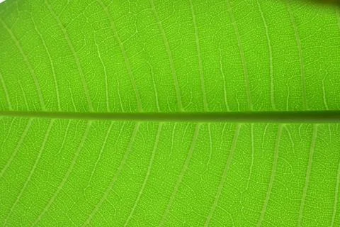Green leaf texture, natural background photography 스톡 사진