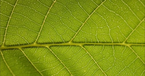 Green leaf texture. Natural texture plant nutrition web close up. Green flo.. Stock Footage 336846193