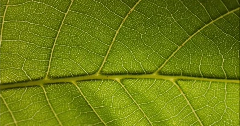 Green leaf texture. Natural texture plant nutrition web close up. Green flo.. Stock Footage 336846305