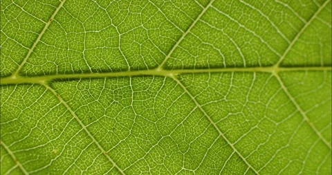 Green leaf texture. Natural texture plant nutrition web close up. Green flo.. Stock Footage 336847236