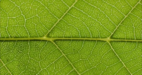 Green leaf texture. Natural texture plant nutrition web close up. Green flo.. Stock Footage 336847681
