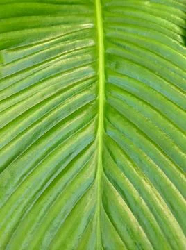 Green leaf texture Nature background Stock Photos