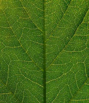 Green leaf texture. Natutal background. Leaf vein pattern. Close up. Stock Photos