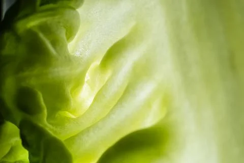 Green leaf, texture or background. Macro food photo. Stock Photos