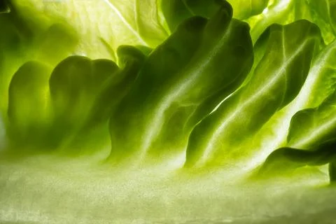 Green leaf, texture or background. Macro. Stock Photos