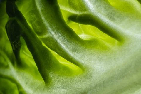 Green leaf, texture or background. Macro. Stock Photos