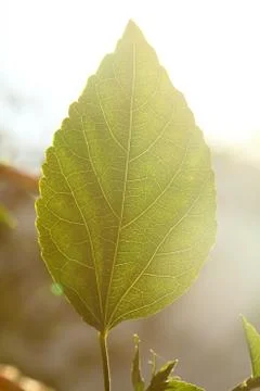 Green leaf texture or leaf background. Close up green leaf. Stock Photos