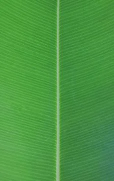 Green leaf texture or surface. Green leaf background. Stock Photos