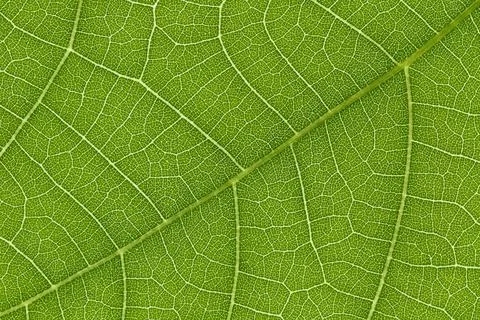 Green leaf texture for pattern and background Stock Photos
