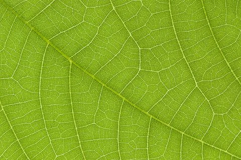 Green leaf texture for pattern and background Stock Photos