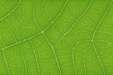 Green leaf texture for pattern and background Foto stock