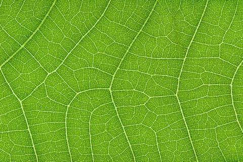 Green leaf texture for pattern and background Stock Photos