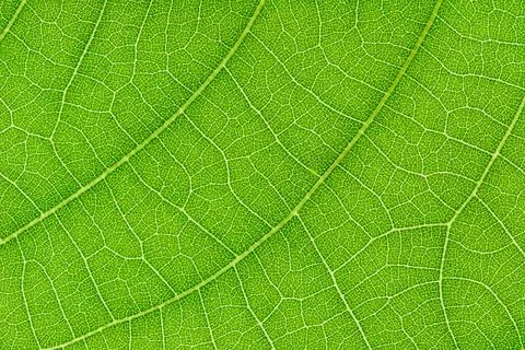 Green leaf texture for pattern and background Stock Photos