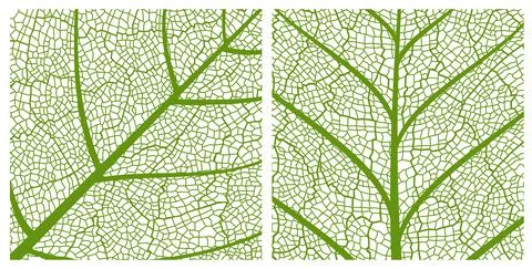 Green leaf texture pattern background with veins 스톡 일러스트