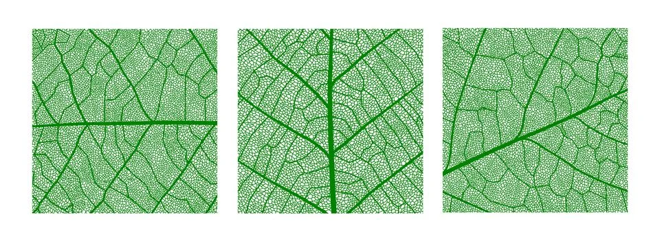 Green leaf texture pattern, leaf with veins, cells イラスト素材
