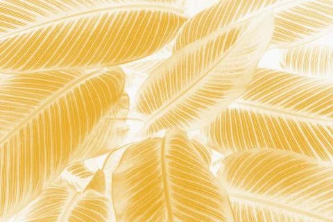 Green leaf texture, pattern leaves on dark and light tone 写真素材