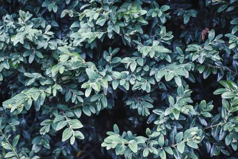 Green leaf texture pattern. Wall plant green. Green grass wall texture for .. Foto stock