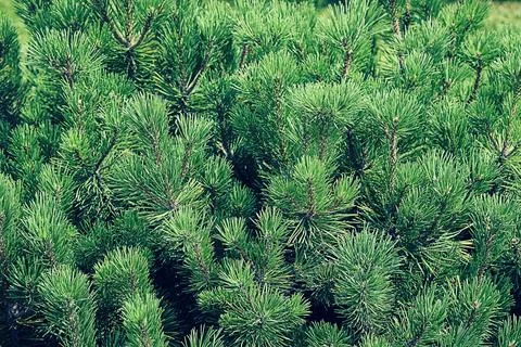 Green leaf texture pattern. Wall plant green. Green grass wall texture for .. Stock Photos