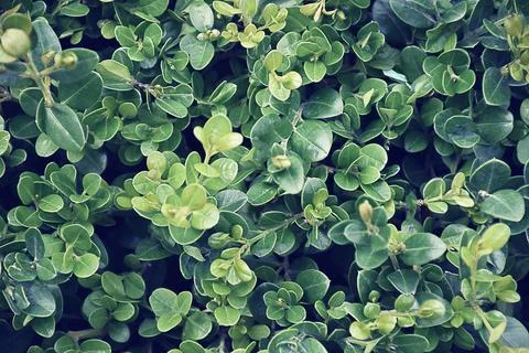 Green leaf texture pattern. Wall plant green. Green grass wall texture for .. Stock Photos