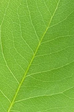 Green leaf texture Stock Photos