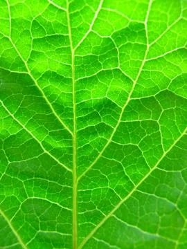 Green leaf texture Stock Photos