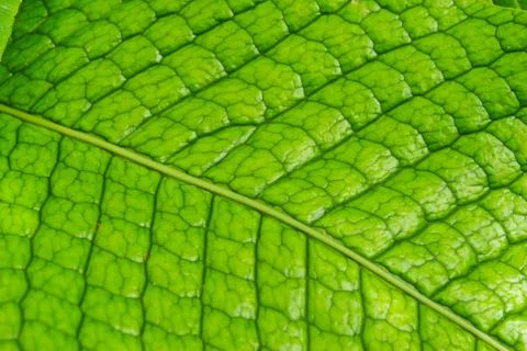 Green leaf texture Stock Photos