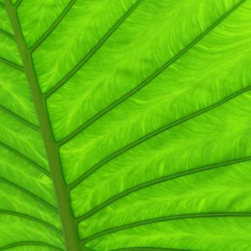 Green leaf texture Stock Photos