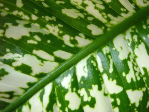 Green leaf texture Stock Photos