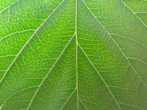 Green leaf texture Stock Photos