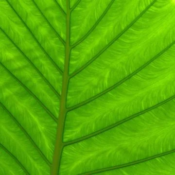 Green leaf texture Stock Photos