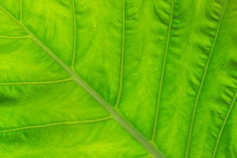 Green leaf texture Stock Photos