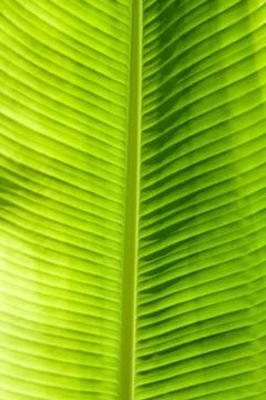 Green leaf texture Foto stock