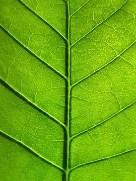 Green leaf texture Stock Photos