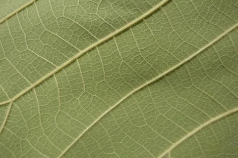 Green leaf texture Stock Photos