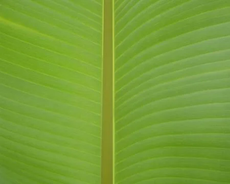 Green leaf texture Stock Photos