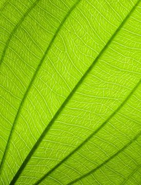 Green leaf texture Stock Photos