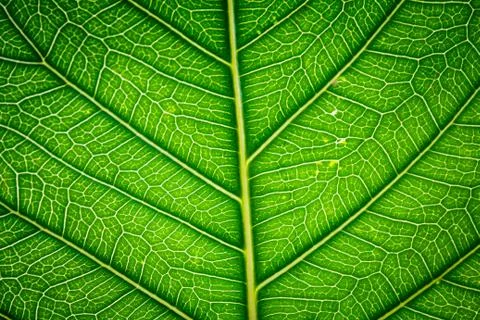 Green leaf texture. Stock Photos