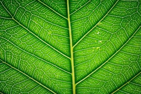 Green leaf texture. Foto stock