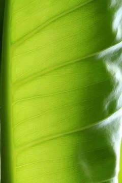Green leaf texture Stock Photos