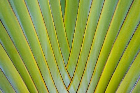 Green leaf texture Stock Photos