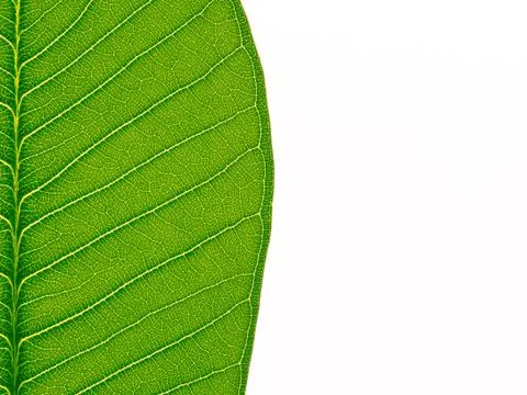 Green leaf texture Stock Photos