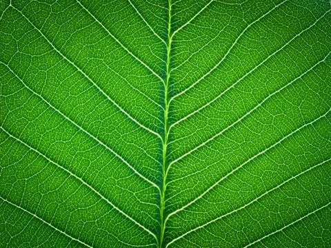 Green leaf texture Stock Photos