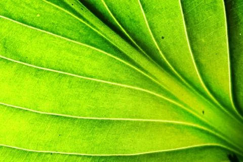 Green leaf texture Stock Photos